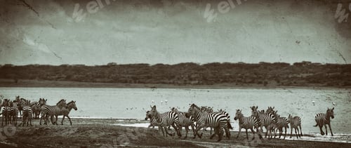 Preview: Vintage Style Black And White Image Of A Group Of Zebras At Lake Ndutu In The Serengeti National