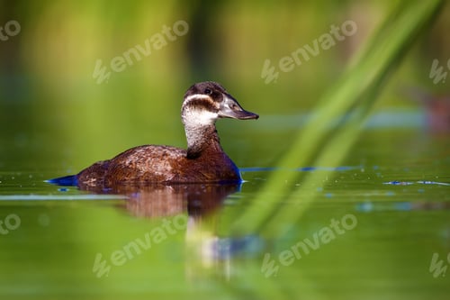 Preview: Swimming Duck. Colorful Lake Habitat Background. Bird: White Headed Duck. Oxyura Leucocephala.