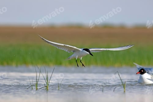 Preview: Flying White Cute Bird. Blule Green Nature Background. Bird: Gull Billed Tern. Gelochelidon