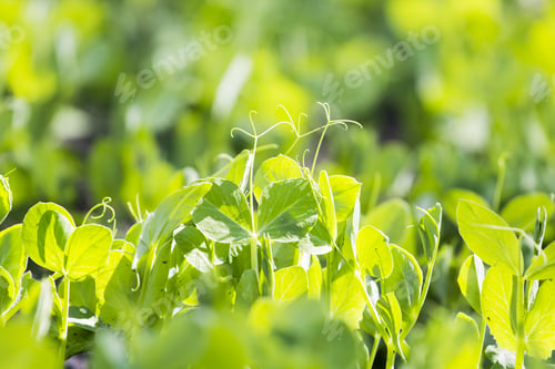 Preview: Green Pea Leaves (Pisum Sativum) In The Garden In Early Spring
