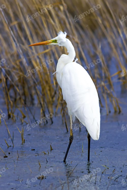 Preview: Rainy Weather And Big White Heron. Blue Yellow Nature Habitat Background. Heron: Great Egret. Ardea