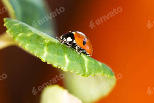 Preview: Cute Red Ladybird. Green Red Nature Background. Macro Photography.