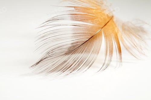 Preview: Colorful Hen Feather With White Background