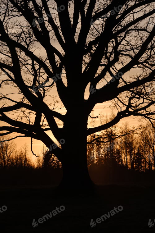 Preview: Large Oak Tree In Open Field In Sunset With Sun Behind It. Light Mist Forming In Fields, Tree With