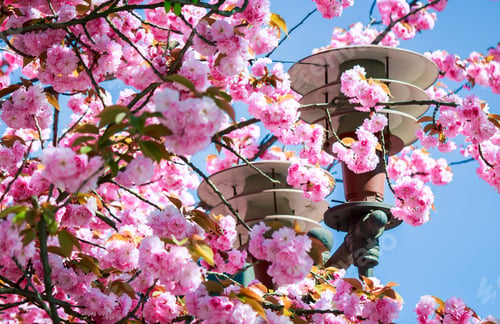 Preview: Gorgeous Sakura Flowers Around The Lantern On A Blue Sky Background. Lovely Springtime Scenery In