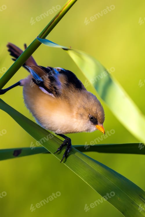 Preview: Cute Bird. Green Nature Background. Bearded Reedling / Panurus Biarmicus