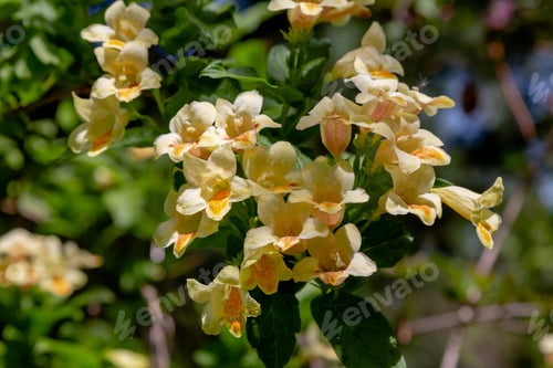 Preview: Blossom Weigela Middendorffiana In Spring Garden. Flowering Shrubs In The Garden.