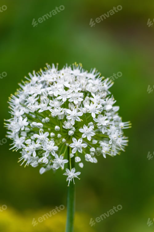 Preview: Blooming Ornamental Onions Or Garlic In The Garden, Natural Background, Growing Bulbous Plants, One