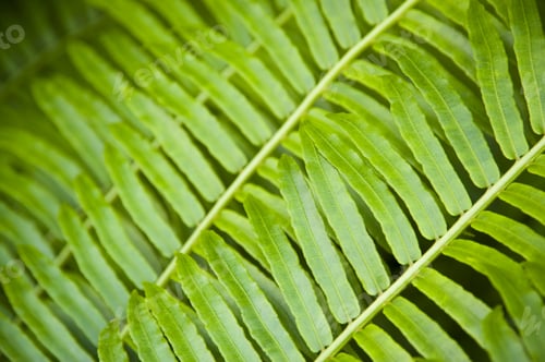 Preview: Close Up Of Fern Leaves
