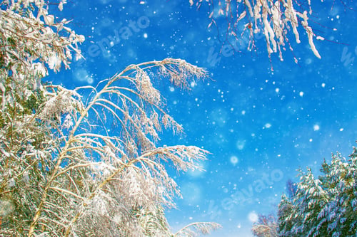 Preview: Frozen Winter Forest With Snow Covered Trees. Outdoor