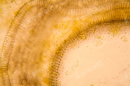 Preview: Microscopic View And Details Of Rotten Tulip Stem