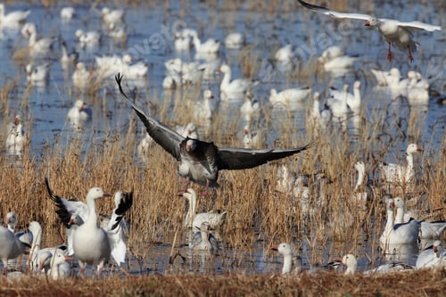 Preview: Snow Geese Bosque Del Apache, New Mexico Usa