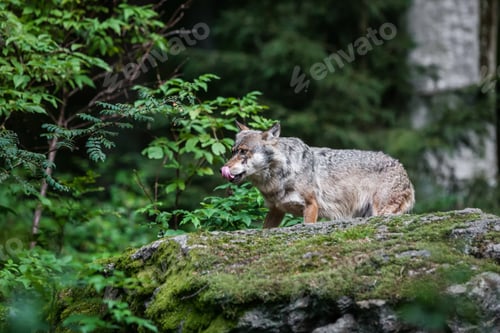 Preview: Gray (Or Grey) Wolf (Canis Lupus) In The Bayerischer Wald National Park In Bavaria, Germany