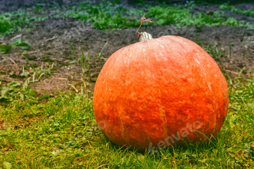 Preview: Autumn Background Of The Fruits Of A Bright Orange Pumpkin.