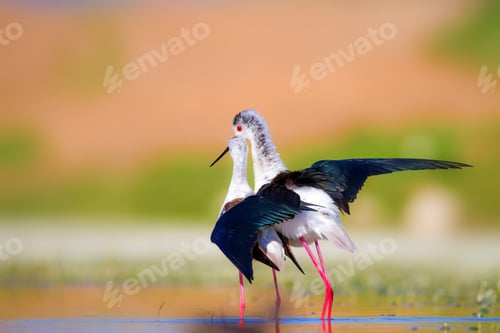 Preview: Cute Long Legged Birds. Bird Mating. Colorful Nature Background.