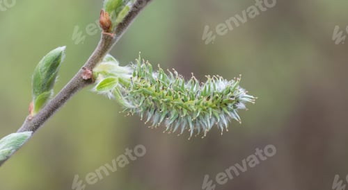 Preview: Catkin On A Tree