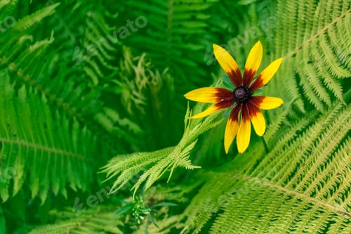 Preview: Bright Rudbeckia Flowers On A Background Of The Summer Landscape.