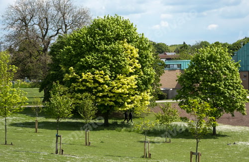 Preview: Trees In A Park Background