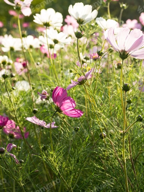 Preview: Cosmos Flowers