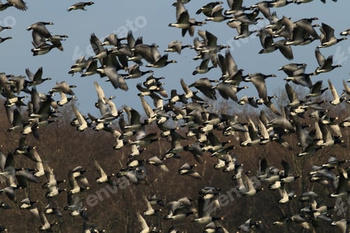 Preview: Branta Leucopsis, Barnacle Goose, Zingst Germany