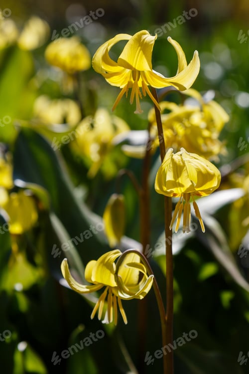 Preview: Yellow Flowers Of Erythronium In The Spring Garden.Perennial Herbaceous Bulbous Plant, Genus Of The