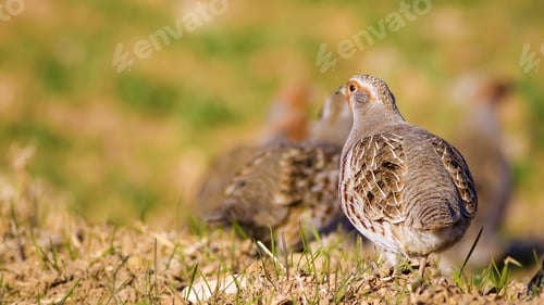 Preview: Wild Bird Partridge. Warm Colors Nature Background. Grey Partridge. Perdix Perdix.