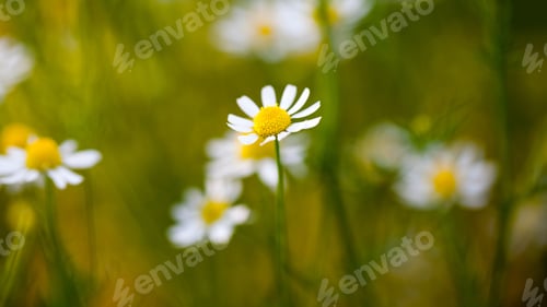 Preview: Wild Camomile (Matricaria Chamomilla) In The Field With Natural Background