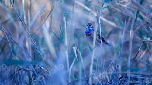 Preview: Cute Little Colorful Bird. Nature Background. Bird: Bluethroat. Luscinia Svecica.
