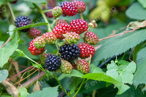 Preview: Red And Black Wild Blackberries Bushes And Branches On Green Leaves Background In The Garden During