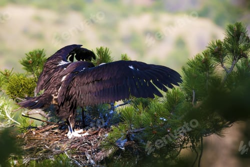 Preview: Vulture Nest. Cinereous Vulture. Flight Training. Pine Tree. Green Forest Background.