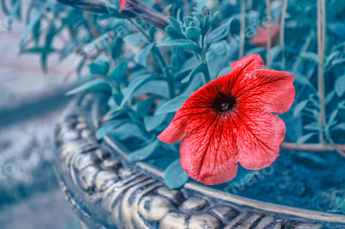 Preview: Pink Petunia Colorful Flowers On A Background Summer Landscape