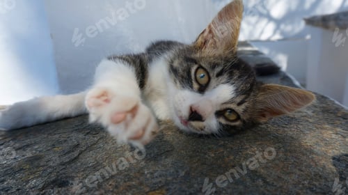 Preview: Photo From Cute Cat Resting In A Greek Island Of Cyclades