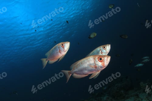 Preview: Crescent-Tailed Bigeye Fish