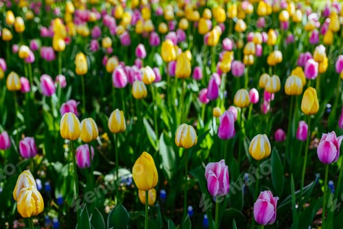 Preview: Beautiful Tulips Flowers In The Spring Garden Or The Park. Ornamental Flowering Bulbous. The