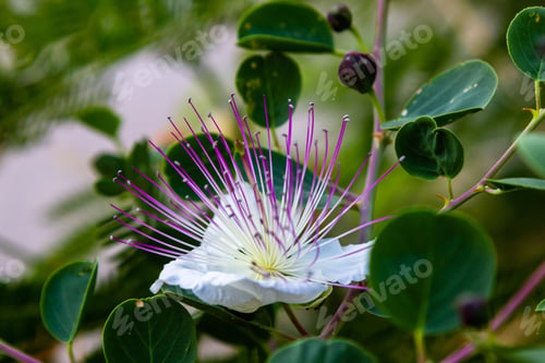 Preview: Close Up On Flowers Of Caper Shrub (Capparis Spinosa). Purple And White Flowers Of Caperous Spiny