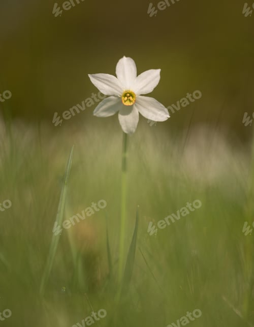 Preview: Daffodil Flower In Nature In The Early Morning