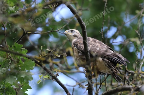 Preview: Young Buzzard Common Buzzard (Buteo Buteo)