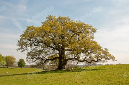 Preview: Old Oak Tree In A Springtime Meadow.