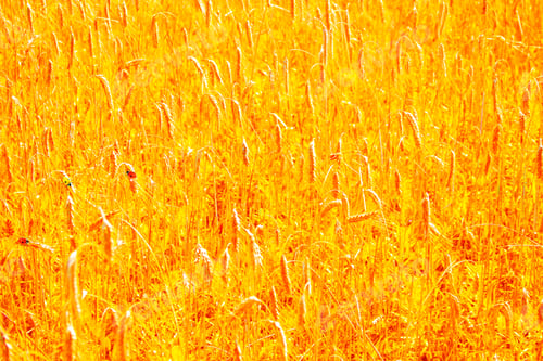 Preview: Blurred Background. Field. Spikelets Of Wheat On A Background Summer Landscape. Ladybug