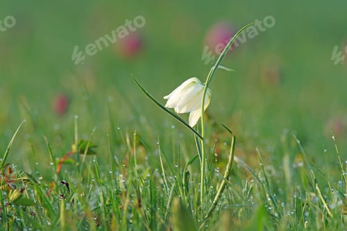 Preview: The Rare Form Of White Snake'S Head Fritillary, Fritillaria Meleagris, With Soft/Selective Focus