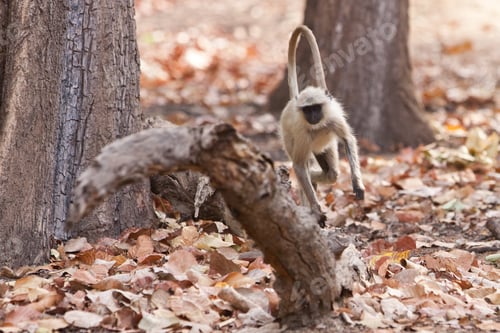 Preview: Gray Langur Also Known As Hanuman Langur In The Bandhavgarh National Park In India. Bandhavgarh Is