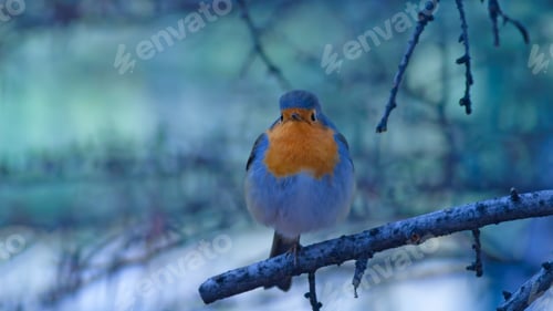 Preview: Cute Bird Robin. Winter Forest Background. Bird: European Robin. Erithacus Rubecula.