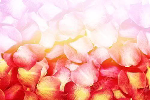 Preview: Soft Rose Petal Background with Pastel Lighting