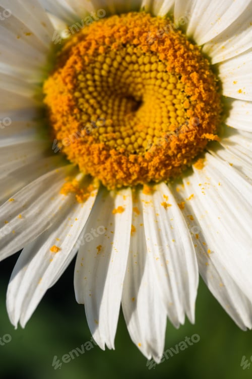 Preview: Blooming Camomile, Selective Focus