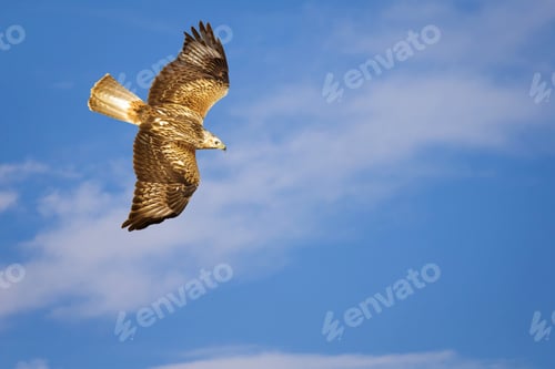 Preview: Bird Of Prey. Isolated Bird. Blue Sky Background. Long Legged Buzzard. Buteo Rufinus.
