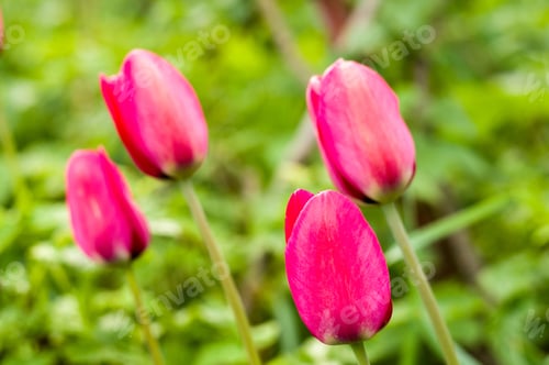 Preview: Colorful Tulips In Early Spring In The Garden