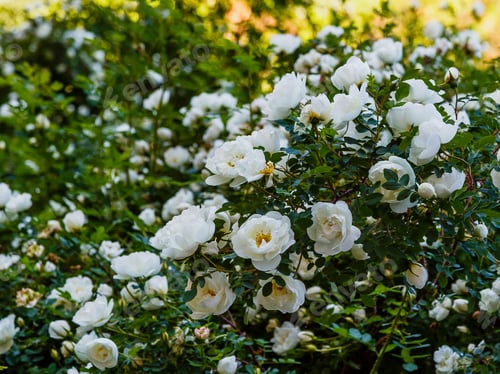 Preview: Shrub Of White Dogrose Or Briar Flowers.