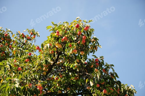 Preview: Apple Tree With Fruit Over Blue Sky