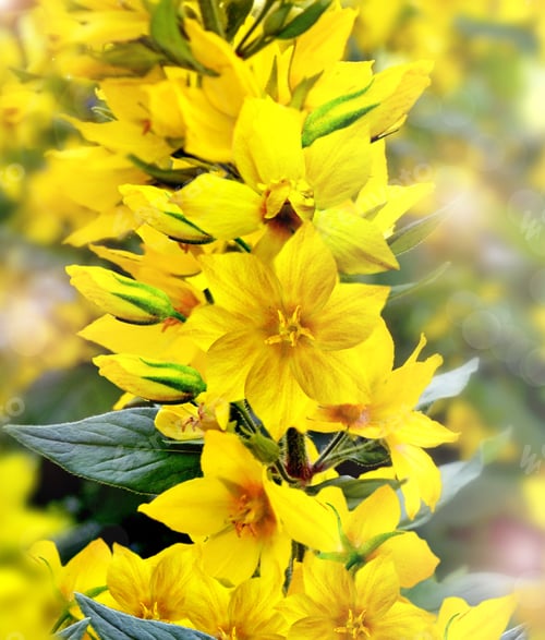 Preview: Summer Landscape With Yellow Wildflowers