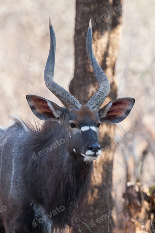 Preview: Male Kudu Antelope In The South Luangwa National Park, Zambia.